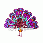a02_peacock